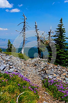 Alpine Trail With Wildflowers