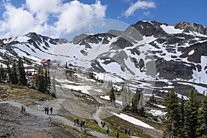 Alpine trails on Whistler mountain in summer