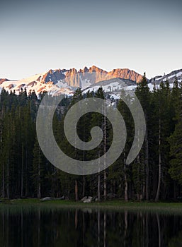 Alpine tree and its reflections in the still lake with a snow covered mountain range in the background at sunrise in California