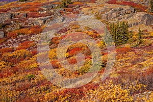 Alpine tundra photo