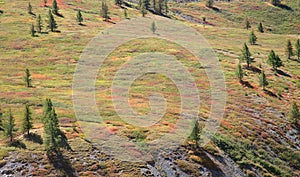 Alpine tundra