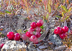 Alpine tundra cranberries Vaccinium vitis-idaea