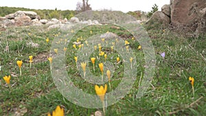 Alpine tundra flowers