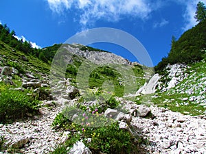 Alpine valley covered in grass and mugo pine and yellow and pink flowers