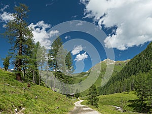 Alpine valley with trees, dirt road and pastures