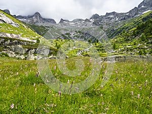 Alpine valley in Val Masino