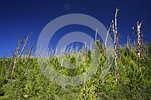 Alpine vegetation in Altai Mountains, july 2016