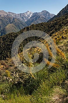 Alpine vegetation in Kaikoura Ranges