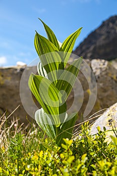 Alpine vegetation