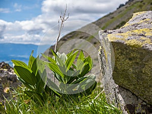 Alpine vegetation