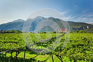 Alpine vineyard in italian region Trentino-Alto Adige