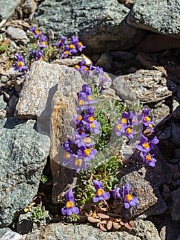 Alpine wild flower Linaria Alpina,Alpine Toadflax  . Aosta valley, Italy