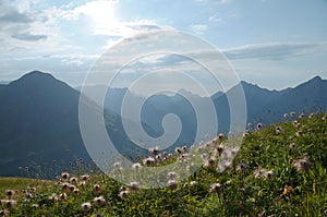 Alpine wild flower meadow with a mountain range in the background