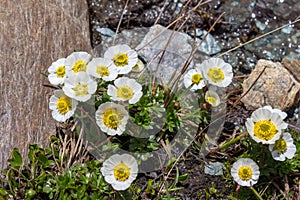 Alpine wild flower Ranunculus glacialis. Aosta valley, Italy