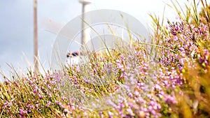 Alpine wild flowers