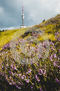 Alpine wild flowers