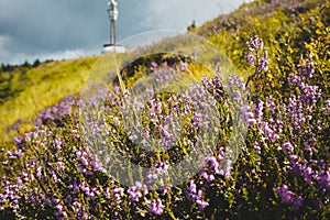 Alpine wild flowers