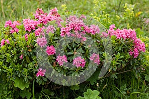 Alpine wild flowers Rhododendron Hirsutum