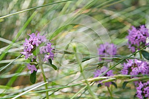 Alpine wild thyme, Thymus serpyllum, shepherd`s thyme photo