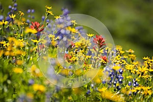 Alpine Wildflowers