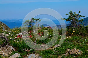 Alpine Wildflowers