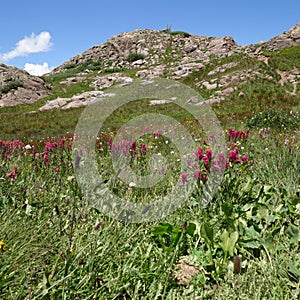 Alpine Wildflowers II