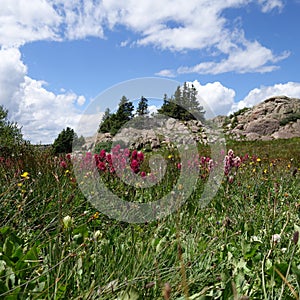 Alpine Wildflowers II