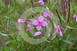 Alpine willowherb Chamaenerion fleischeri pink-purple flowers photo