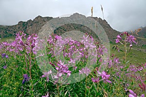 Alpine willowherb Epilobium fleischeri, Chamaenerion fleischeri