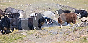 Alpine yak