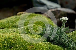 Alpine zone vegetation, small white flower with velvety leaves on moss-covered rock, serene mountain backdrop.