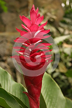Alpinia