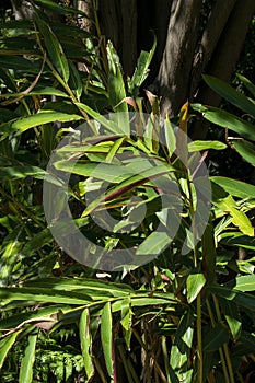 Leaves of a native ginger plant (alpinia caerulea) in a sunny position photo