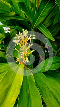 Alpinia conchigera plants grow in the yards of residents' houses