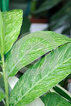 Alpinia galanga, Galangal or  Greater Galangal or Languas galanga or Willd or ZINGIBERACEAE or Alpinia galanga variegated