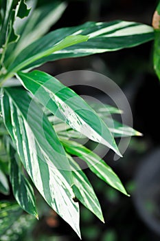 Alpinia galanga or SynonymA sanderae, Variegated Shell Ginger or ZINGIBERACEAE or Alpinia sandrerae photo