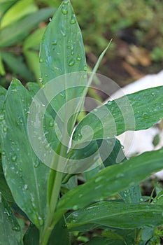 Alpinia nutans wet in the rain