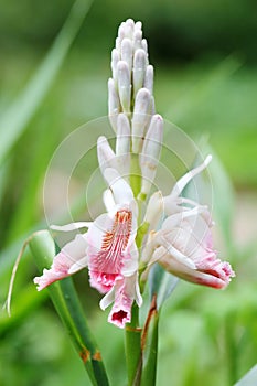 The buds and flowers of Alpinia officinarum photo