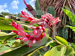 Alpinia purpurata, also known as: red ginger and alpinia, used as an ornamental plant in tropical and subtropical regions