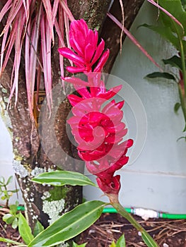 Alpinia purpurata, also known as: red ginger and alpinia, used as an ornamental plant in tropical and subtropical regions.