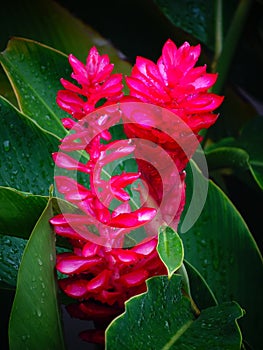 Alpinia purpurata in the family Zingiberaceae photo