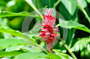 Alpinia purpurata, K Schum or Ostrich plume or Pink cone ginger or Red Ginger or Vieill