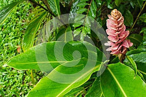 Alpinia purpurata plant, also known as red ginger. Plants and flowers, garden