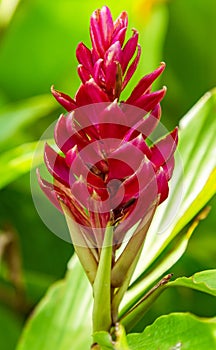 Alpinia purpurata Red ginger