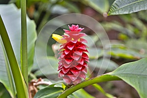 Alpinia purpurata, red ginger, called ostrich plume and pink cone ginger