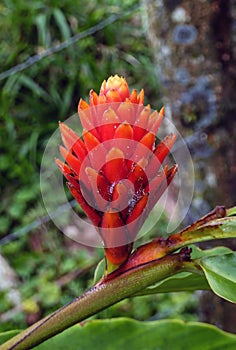 Alpinia purpurata red ginger in Costa Rica