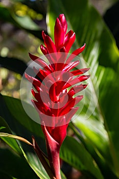 Alpinia Purpurata red ginger plant