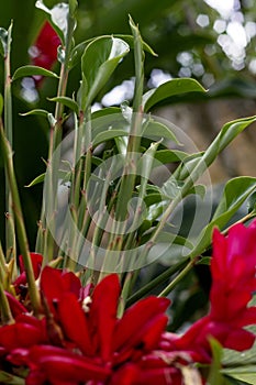 Alpinia purpurata is a species of perennial plant in the family Zingiberaceae