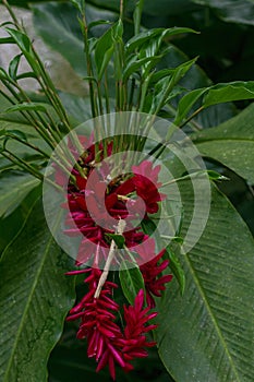 Alpinia purpurata is a species of perennial plant in the family Zingiberaceae