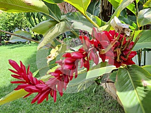 Alpinia purpurata, also known as: red ginger and alpinia, used as an ornamental plant in tropical and subtropical regions photo